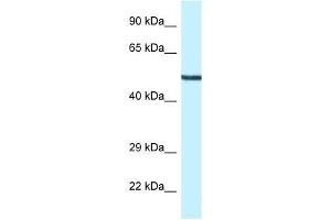 Western Blot showing Map2k5 antibody used at a concentration of 1. (MAP2K5 anticorps  (N-Term))