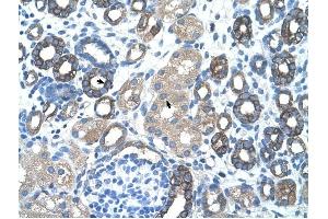 GNAS antibody was used for immunohistochemistry at a concentration of 4-8 ug/ml to stain Epithelial cells of renal tubule (arrows) in Human Kidney. (GNAS anticorps  (N-Term))