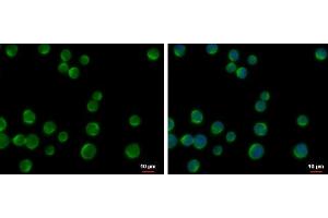 ICC/IF Image DOK2 antibody [N1C1] detects DOK2 protein at cytoplasm by immunofluorescent analysis. (DOK2 anticorps)