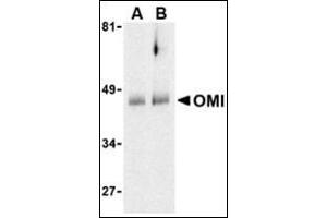 Western blot analysis of OMI in human colon cell lysates with this product at (A) 0. (HTRA2 anticorps  (C-Term))