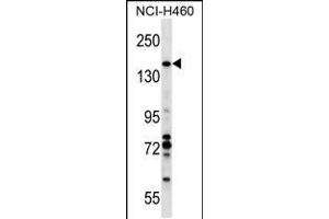 Western blot analysis in NCI-H460 cell line lysates (35ug/lane). (Vcpip1 anticorps  (N-Term))