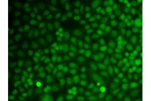 Immunofluorescence analysis of A549 cells using GADD45A antibody (ABIN6292101). (GADD45A anticorps)