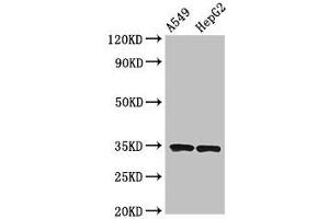 Western Blot Positive WB detected in: A549 whole cell lysate, HepG2 whole cell lysate All lanes: KLRK1 antibody at 3.