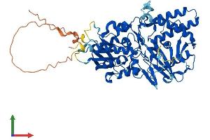 AlphaFold protein structure predicition of Mouse Recombinant Smox Protein, UniprotID Q99K82