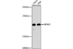 Western blot analysis of extracts of various cell lines, using NPM3 Rabbit pAb (ABIN7269038) at 1:1000 dilution. (NPM3 anticorps  (AA 30-140))