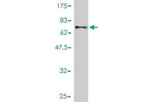 Western Blot detection against Immunogen (67.