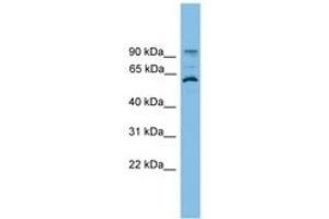 Image no. 1 for anti-Ankyrin Repeat Domain 5 (ANKRD5) (AA 107-156) antibody (ABIN6745171) (ANKRD5 anticorps  (AA 107-156))