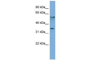 WB Suggested Anti-FNDC8  Antibody Titration: 0. (FNDC8 anticorps  (N-Term))