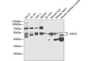 Western blot analysis of extracts of various cell lines, using P2RY2 antibody (ABIN6132453, ABIN6145128, ABIN6145130 and ABIN6218094) at 1:1000 dilution. (P2RY2 anticorps  (AA 278-377))