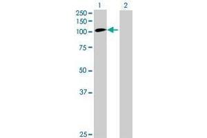 Lane 1: INTS4 transfected lysate ( 108. (INTS4 293T Cell Transient Overexpression Lysate(Denatured))