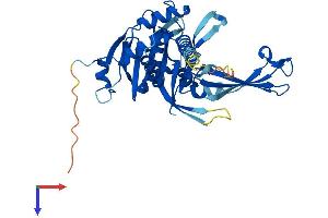 AlphaFold protein structure predicition of Human Recombinant USP46 Protein, UniprotID P62068