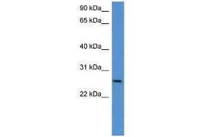 Mouse Kidney; WB Suggested Anti-Chodl Antibody Titration: 0. (CHODL anticorps  (C-Term))