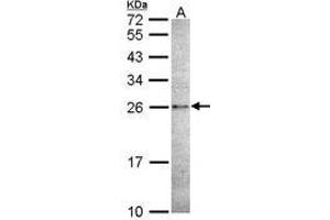 Image no. 1 for anti-Caspase 14, Apoptosis-Related Cysteine Peptidase (CASP14) (AA 171-230) antibody (ABIN467554) (CASP14 anticorps  (AA 171-230))