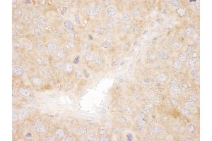 anti-Sorting Nexin 1 (SNX1) (C-Term) antibody