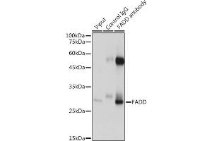 Immunoprecipitation analysis of 600 μg extracts of Mouse heart cells using 3 μg FADD antibody (ABIN7267137). (FADD anticorps)