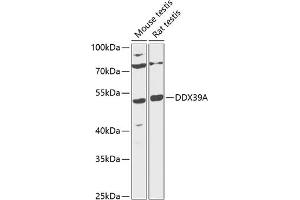 Western blot analysis of extracts of various cell lines, using DDX39A antibody (ABIN6131589, ABIN6139488, ABIN6139490 and ABIN6216231) at 1:1000 dilution. (DDX39 anticorps  (AA 178-427))