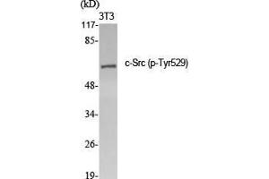Western Blot (WB) analysis of specific cells using Phospho-c-Src (Y529) Polyclonal Antibody.