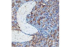 IHC analysis of SEC23IP using anti-SEC23IP antibody (ABIN7601222).