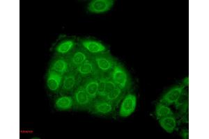 Immunocytochemistry/Immunofluorescence analysis using Mouse Anti-Hsp27 Monoclonal Antibody, Clone 5D12-A3 . (HSP27 anticorps  (Biotin))