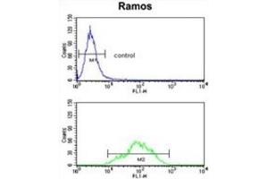 anti-Electron-Transferring-Flavoprotein Dehydrogenase (ETFDH) antibody