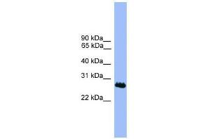 C1orf216 antibody used at 0. (C1ORF216 anticorps  (N-Term))