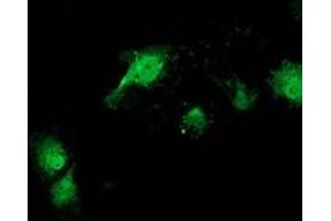 Anti-CAT mouse monoclonal antibody (ABIN2454282) immunofluorescent staining of COS7 cells transiently transfected by pCMV6-ENTRY CAT (RC210763). (Catalase anticorps)