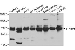 Western blot analysis of extracts of various cell lines, using STXBP3 antibody. (STXBP3 anticorps  (AA 343-592))