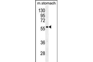 GPC3 Antibody (C35) (cat (ABIN390317 and ABIN2840749)) western blot analysis in mouse stomach tissue lysates (35 μg/lane). (Glypican 3 anticorps  (N-Term))