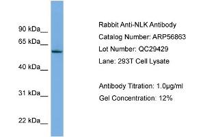 WB Suggested Anti-NLK  Antibody Titration: 0. (Nemo-Like Kinase anticorps  (Middle Region))