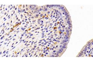 Detection of PEDF in Rat Uterus Tissue using Polyclonal Antibody to Pigment Epithelium Derived Factor (PEDF) (PEDF anticorps  (AA 20-418))