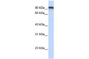 TMEM168 antibody used at 1 ug/ml to detect target protein. (TMEM168 anticorps  (C-Term))