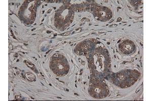 Immunohistochemistry (IHC) image for anti-Carboxypeptidase A1 (Pancreatic) (CPA1) (AA 1-419) antibody (ABIN1490772) (CPA1 anticorps  (AA 1-419))
