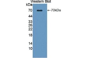 Detection of Recombinant WNT16, Human using Polyclonal Antibody to Wingless Type MMTV Integration Site Family, Member 16 (WNT16) (WNT16 anticorps  (AA 30-365))