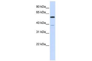PPP2R5A antibody used at 1 ug/ml to detect target protein. (PPP2R5A anticorps  (N-Term))