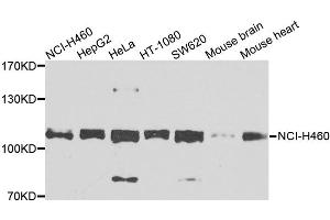 Western blot analysis of extracts of various cell lines, using EPHB2 antibody. (EPH Receptor B2 anticorps)