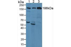Figure . (Complement C3 Convertase anticorps  (AA 1322-1661))