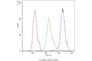 Flow cytometry testing of human HeLa cells with CB1 antibody at 1ug/10^6 cells (blocked with goat sera)