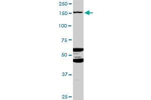 ABCC11 MaxPab polyclonal antibody.