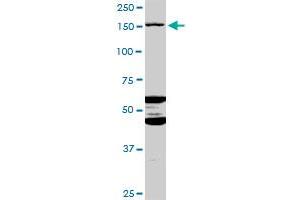 ABCC11 MaxPab polyclonal antibody. (ABCC11 anticorps  (AA 1-553))