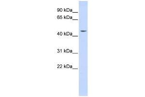 WB Suggested Anti-INTS12 Antibody Titration:  0. (INTS12 anticorps  (N-Term))