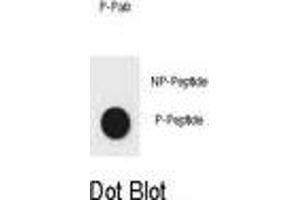 Dot blot analysis of CDKN2A Antibody (Phospho S8) Phospho-specific Pab (ABIN6241060 and ABIN6578940) on nitrocellulose membrane. (CDKN2A anticorps  (pSer8))