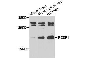 Western blot analysis of extracts of various tissues, using REEP1 antibody.