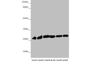 Western blot All lanes: PGLS antibody at 4. (PGLS anticorps  (AA 1-258))