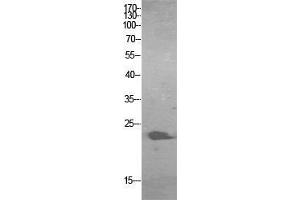 Western Blot (WB) analysis of HBE cells using ALR Polyclonal Antibody.