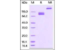 Biotinylated Human CD155, Fc Tag on SDS-PAGE under reducing (R) and no-reducing (NR) conditions.
