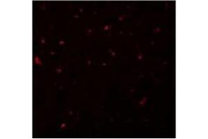 Immunofluorescence of CALHM1 in Rat Liver cells with AP30176PU-N CALHM1 antibody at 20 µg/ml. (CALHM1 anticorps  (N-Term))