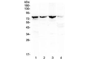 Western blot testing of 1) rat kidney, 2) mouse kidney, 3) mouse lung and 4) human MCF7 lysate with Calpain 2 antibody at 0. (Calpain 2 anticorps)