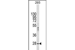 EIF2B1 Antibody (Center) (ABIN656348 and ABIN2845647) western blot analysis in 293 cell line lysates (35 μg/lane). (EIF2B1 anticorps  (AA 136-163))