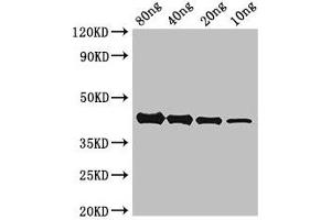Western Blot Positive WB detected in Recombinant protein All lanes: AKAP9 antibody at 2. (AKAP9 anticorps  (AA 71-191))