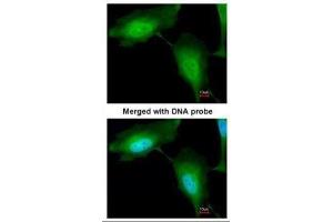 ICC/IF Image Immunofluorescence analysis of paraformaldehyde-fixed HeLa, using ZNF313 , antibody at 1:200 dilution.